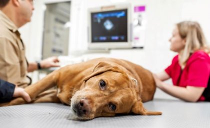 A large brown dog lies on its side on a table in a vet examining room, staring at the camera.